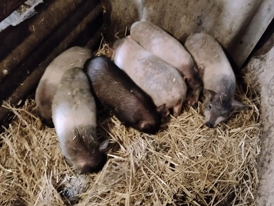 Продам поросят 2 місячних