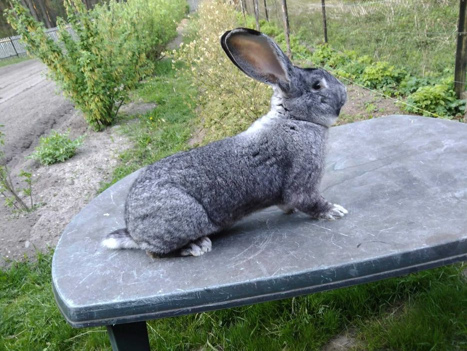 Królik rasy Belg, samiec 8kg