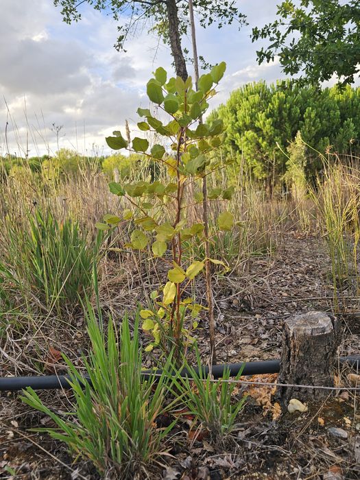 Alfarrobeira (Ceratonia siliqua) planta com 20-30cm