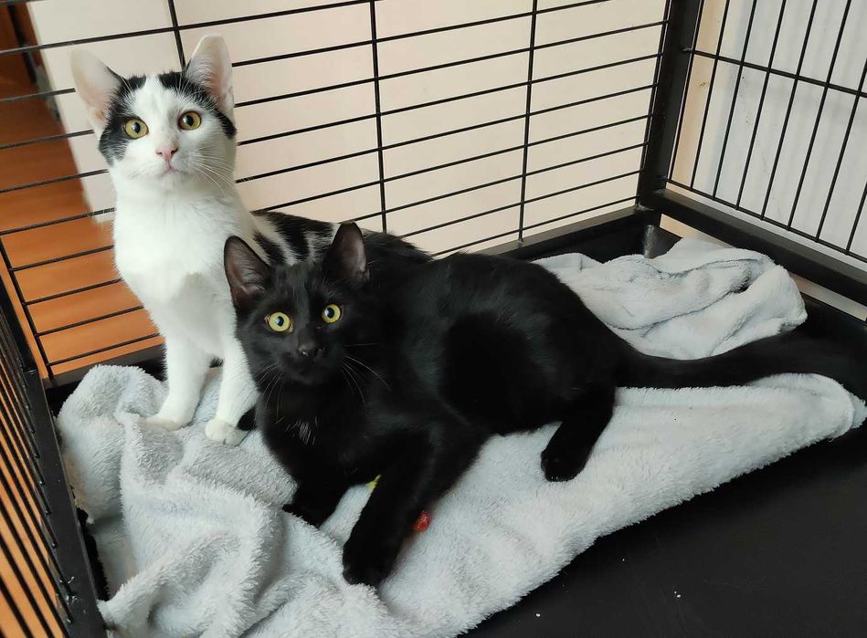 Kot do adopcji - MAKAIA, 1 rok