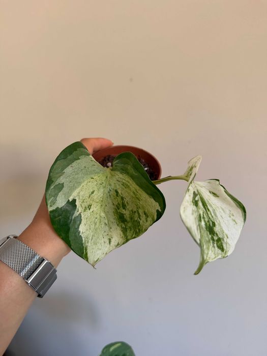 Planta Epipremnum Happy Leaf
