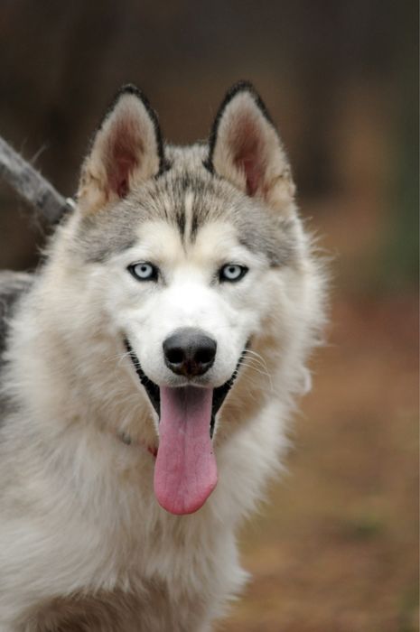 Хаскі кобель 1,5 років