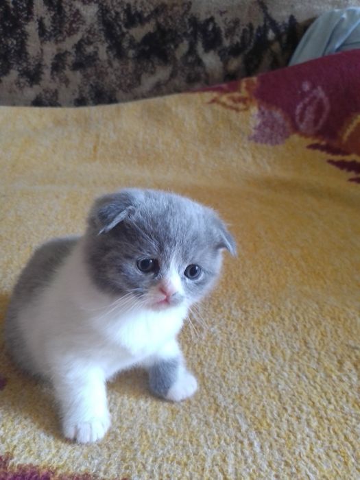 Шотландские котята