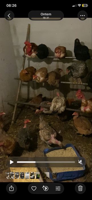 Galinhas caseiras com 7 meses