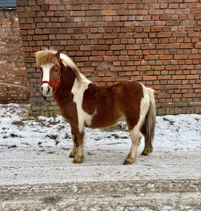 Piękny kucyk wałach