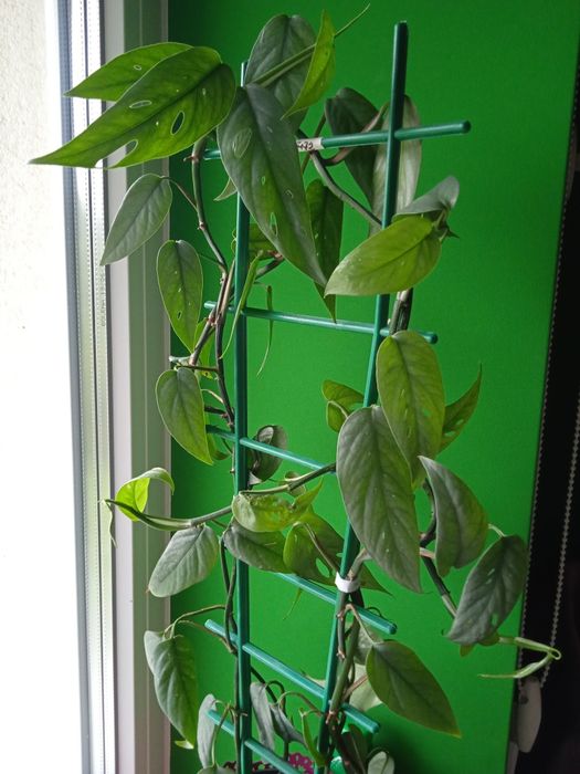 Кімнатні ліани 4в1