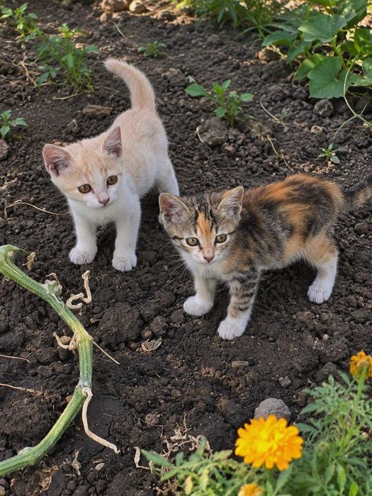Кошенята в добрі руки