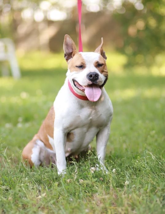 Pogodna, kontaktowa sunia w typie amstaff poleca się do adopcji