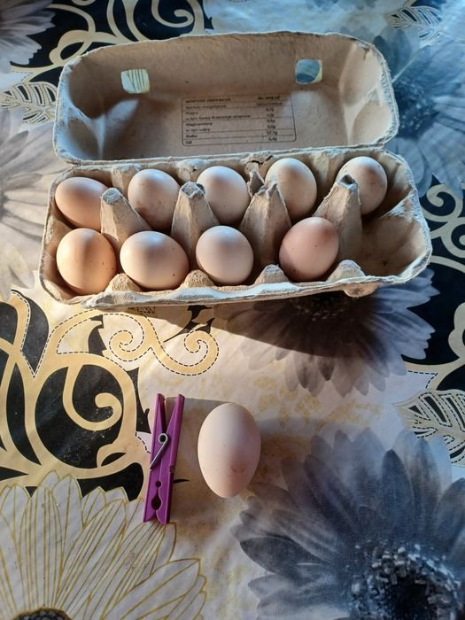 Sprzedam koguty silki I jaja lęgowe