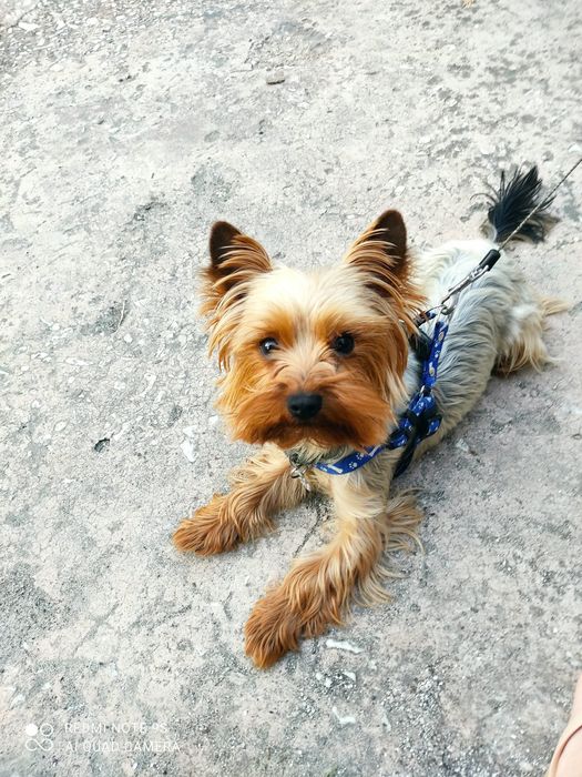 Йоркширський тер'єр. Для в'язки.