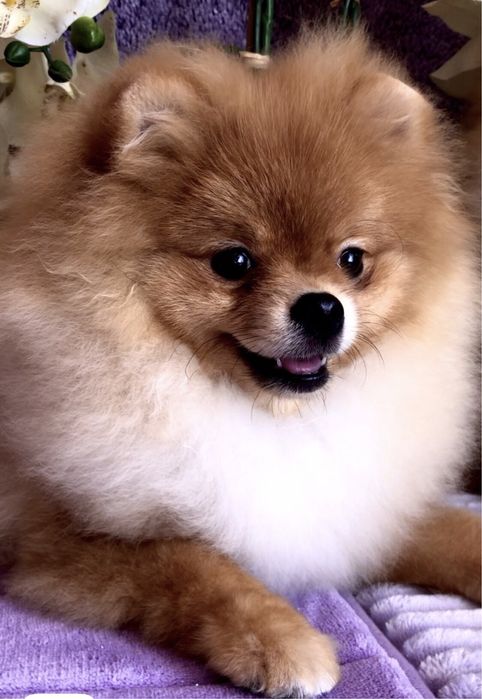 Померанський шпіц .Кобель 7 міс. КСУ