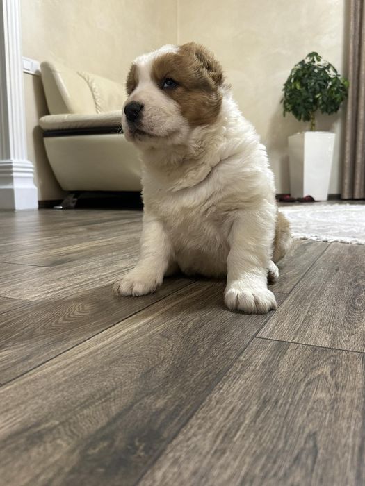 Алабайчик.Продам надійного охоронця.