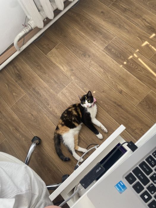 Зникла кішка