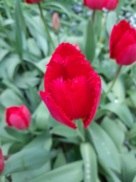 Піон рожевий та бордовий продам