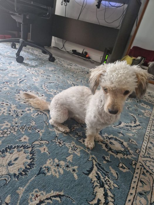 Oddam pieska w dobre ręce