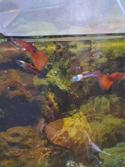 Гуппі - рибки живородки