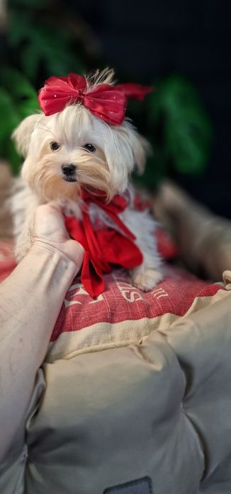 Мальтезе,  мікро,дівчинка