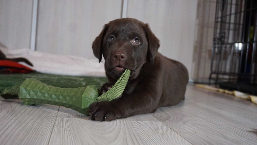 Labrador Retriever - (FCI)