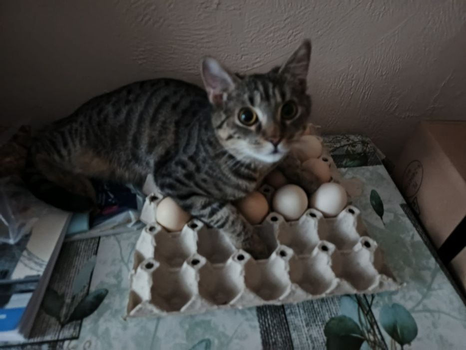 Jacek Placek Agatka kot do adopcji 5.5 miesiący