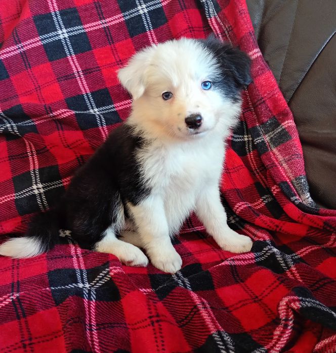 Suczka Border Collie