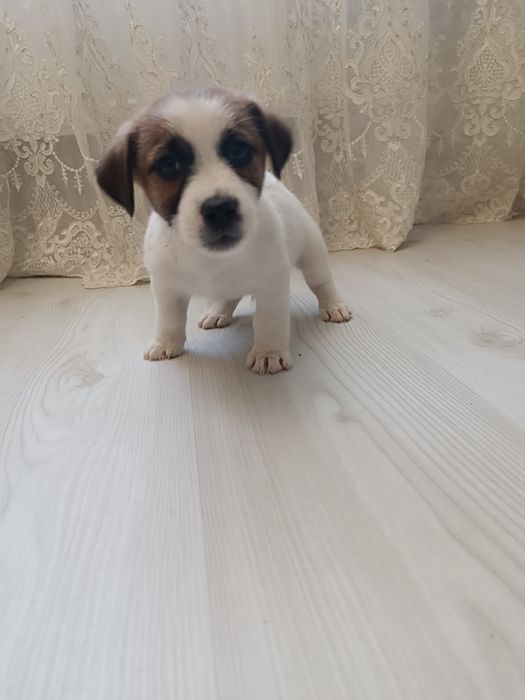 Прекрасные Джеки