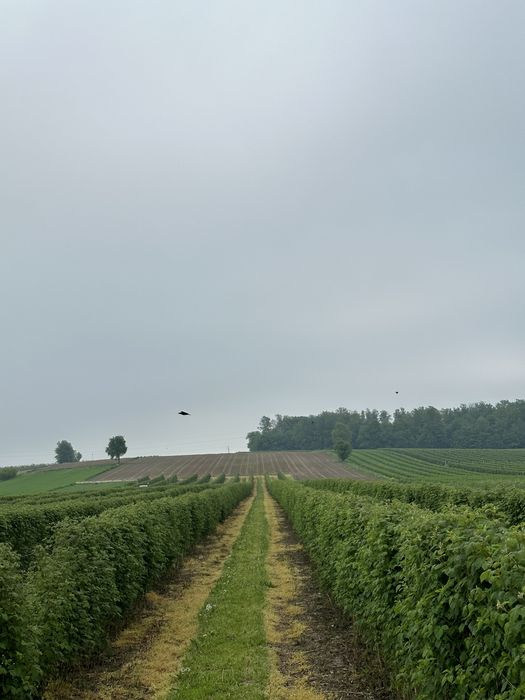 Sadzonki maliny letniej glen angielski
