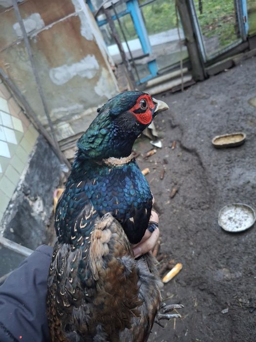 Фазан Румунський.