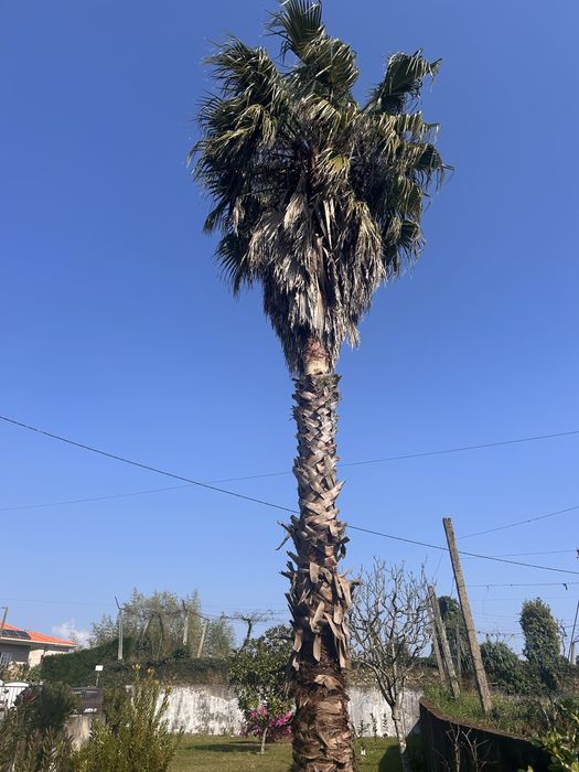 Vasos de Palmeira Washingtonia