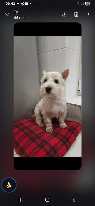 West Highland White Terrier