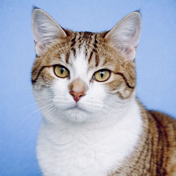 Котик 6м белый с табби котенок кот серый с белым ласковый плюшевый