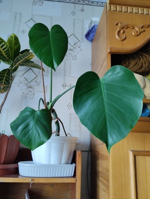 Продам квіти недорого