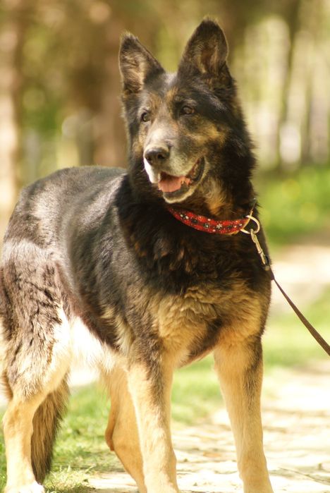 Kochana staruszka Kodi szuka domu