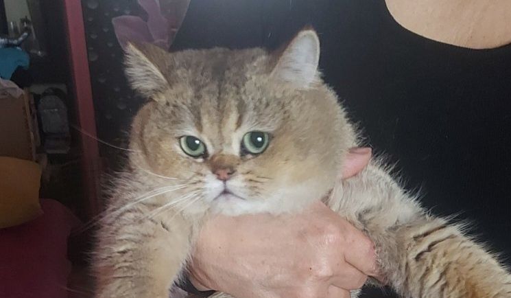 Мальчик британец