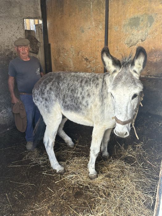Burro Forte e Manso