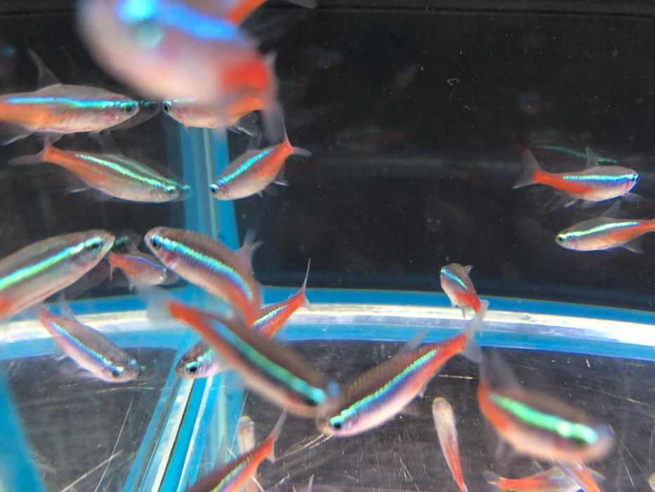 Rybki  akwariowe - Neonek Neonki Innesa