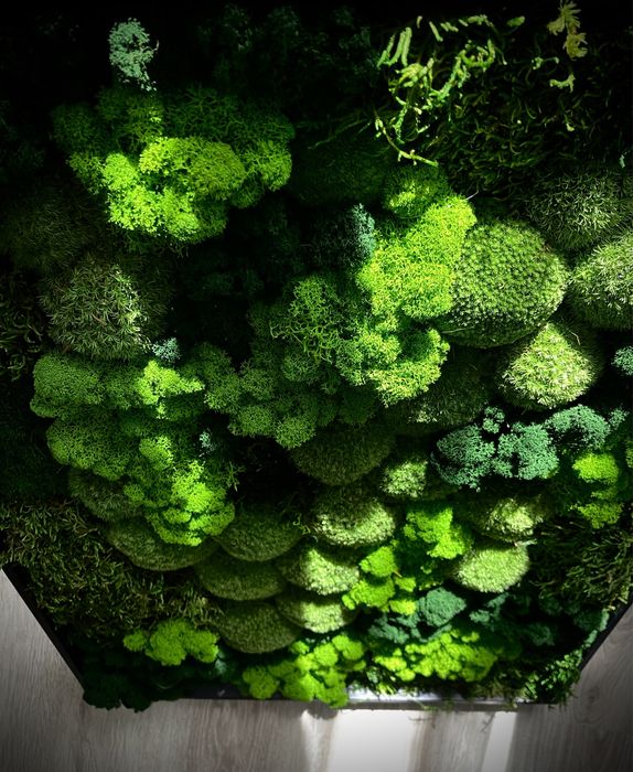 Mech Chrobotek w ramie 50 x 70cm lub 60 x 90cm różne rozmiary