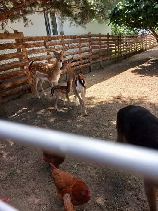 Samica Daniela łania czarna, brązowa polecam