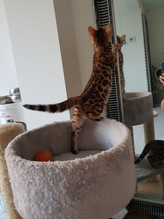 Kocurek Bengalski