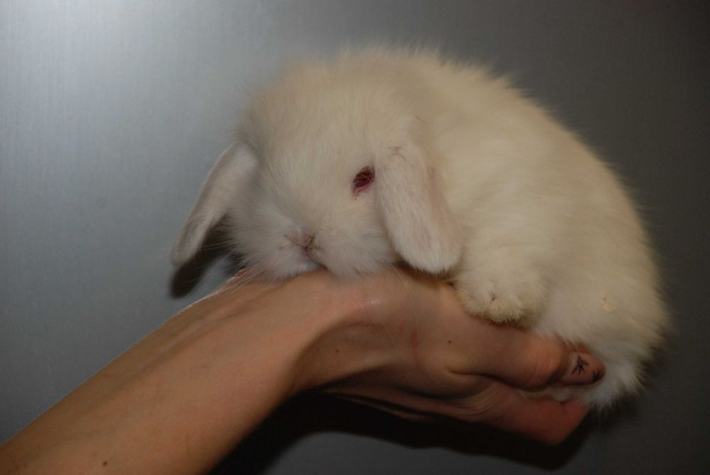 Карликові кроленята, кролик висловухий баранчик. Ручні кролики