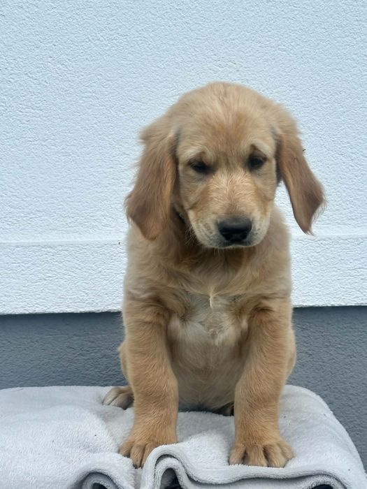 Przepiękny piesek Golden Retriever – gotowa do odbioru