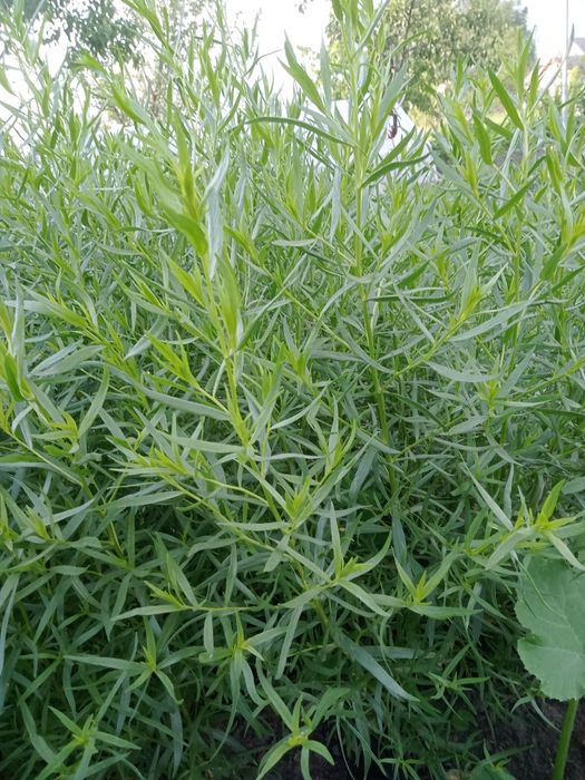 Продам эстрагон..Тархун