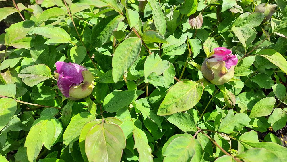 Насіння піона деревовидного червоного