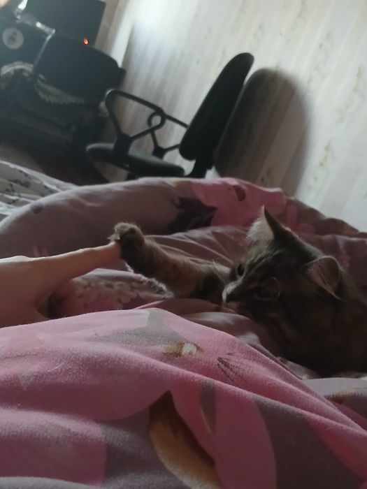 Отдам котика в хорошие руки!