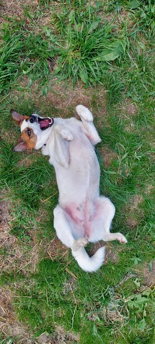 Молода мисливська собака шукає дім