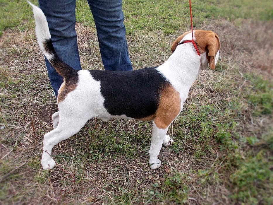 Ищу невесту! Родословный кобель