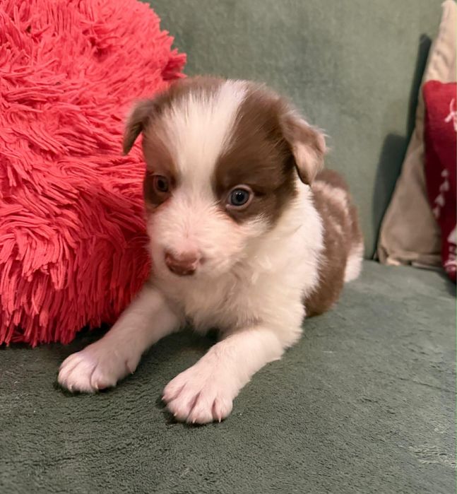 Border collie pies chocko merle Lolek