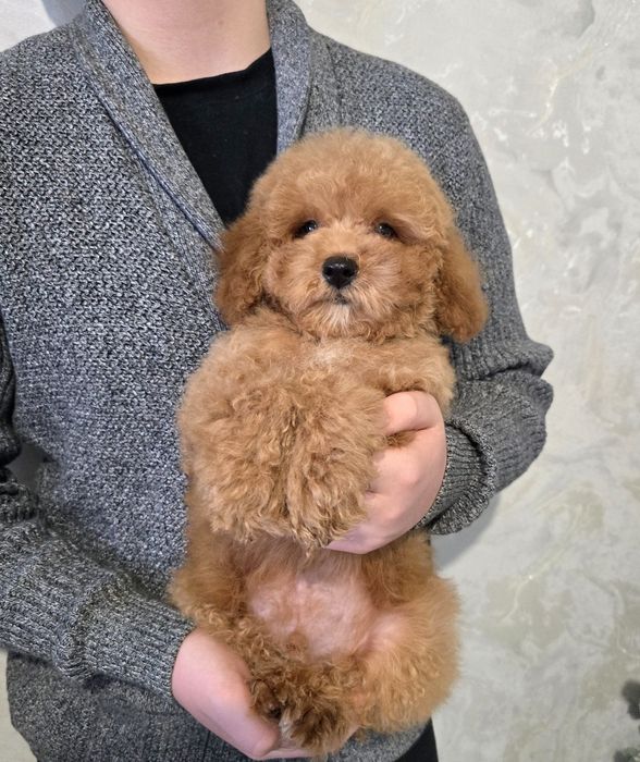 Гарненький хлопчик