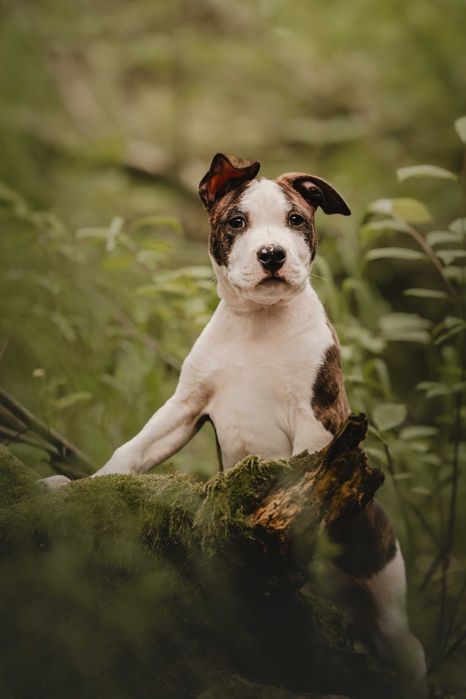 Pręgowany wesołek - amstaff