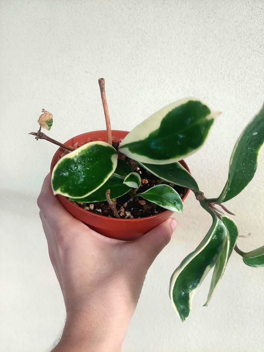 Planta Hoya Krimson Queen