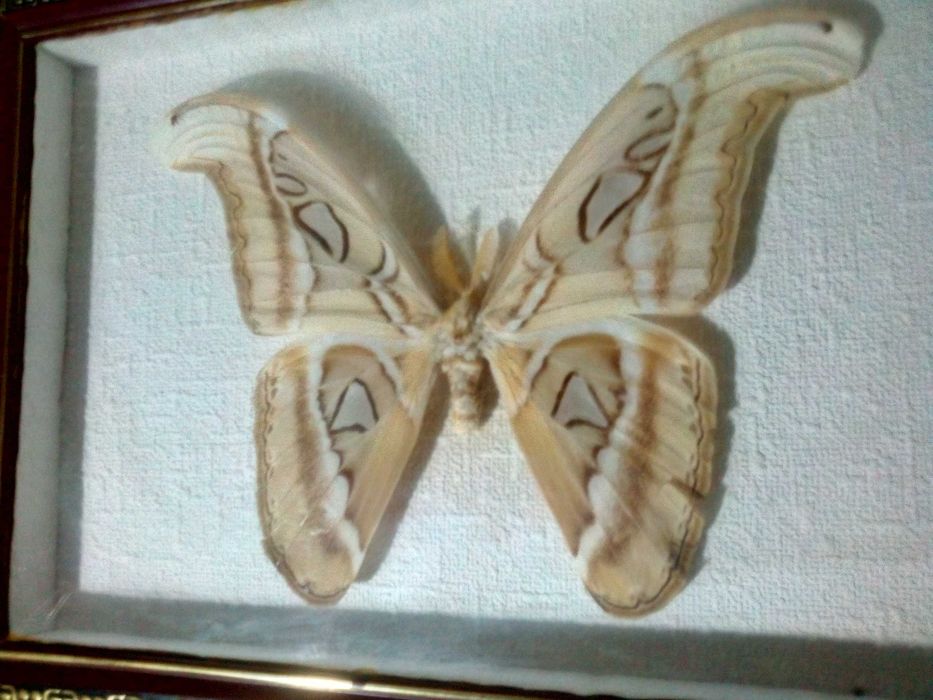Бабочка Attacus atlas